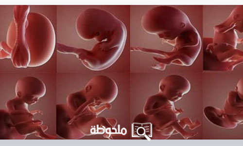 مراحل نمو الجنين في بطن أمه